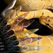 Monami, Гель-лак Кошачий глаз - Snake Eye №01 (8 г)