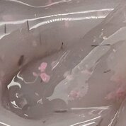 I Envy You, Гель для наращивания и моделирования - Fast Gel Botanic Nude №03 (13g)